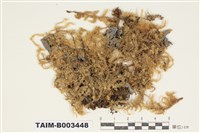 藏品(蔓苔科)的圖片